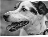 PVC Schuimplaat- Opzijkijkende Hijgende Hond (Zwart- wit) - 100x75 cm Foto op PVC Schuimplaat