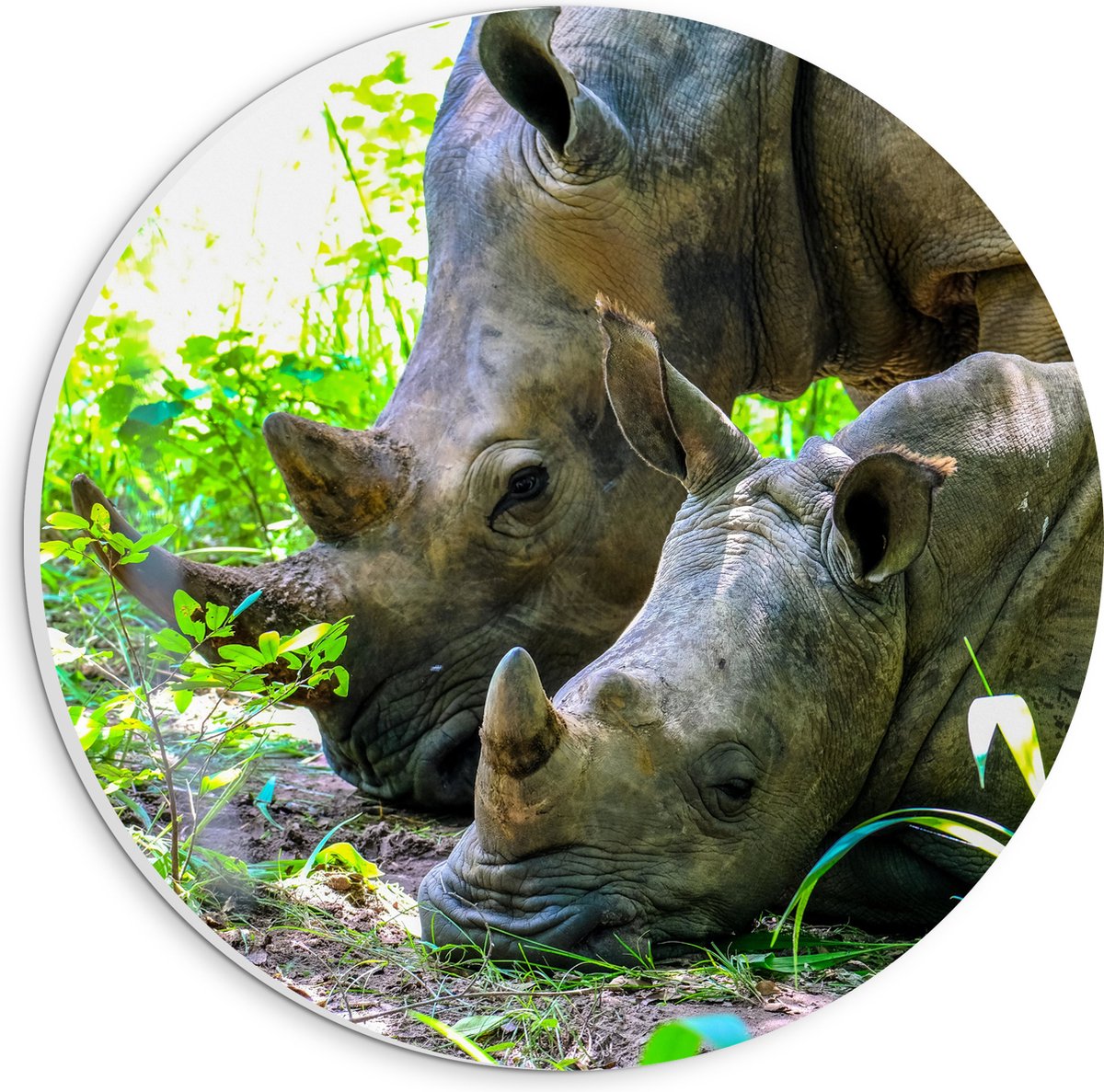 PVC Schuimplaat Muurcirkel - Neushoorn met Baby liggend tussen Groene Smalle Planten - 20x20 cm Foto op Muurcirkel (met ophangsysteem)
