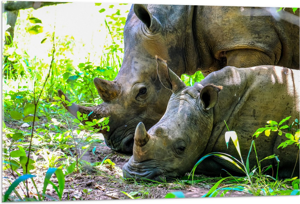 Acrylglas - Neushoorn met Baby liggend tussen Groene Smalle Planten - 105x70 cm Foto op Acrylglas (Met Ophangsysteem)