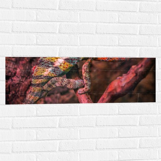 Muursticker - Meerkleurige Kameleon op Smalle Bruine Tak - 90x30 cm Foto op Muursticker