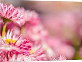Acrylglas - Roze met Witte Bloempjes in het Bloemenveld - 100x75 cm Foto op Acrylglas (Wanddecoratie op Acrylaat)