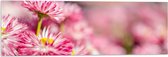 Acrylglas - Roze met Witte Bloempjes in het Bloemenveld - 90x30 cm Foto op Acrylglas (Wanddecoratie op Acrylaat)