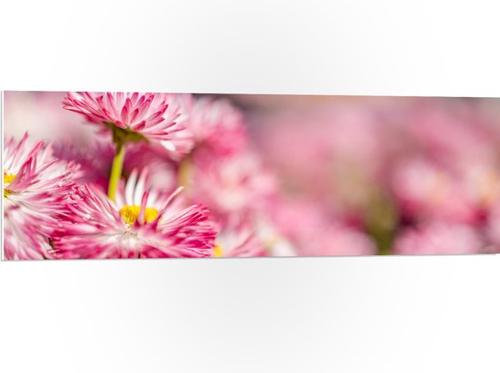 PVC Schuimplaat- Roze met Witte Bloempjes in het Bloemenveld - 120x40 cm Foto op PVC Schuimplaat