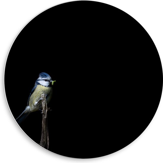 PVC Schuimplaat Muurcirkel - Koolmeesje Vogel op Dunne Tak tegen Zwarte Achtergrond - 50x50 cm Foto op Muurcirkel (met ophangsysteem)