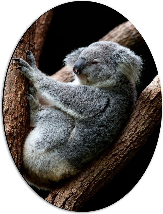 Dibond Ovaal - Koala Liggend op Smalle Boomstammen tegen Zwarte Achtergrond - 42x56 cm Foto op Ovaal (Met Ophangsysteem)