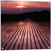 WallClassics - Tuinposter – Zonsondergang met Rietvelden - 80x80 cm Foto op Tuinposter (wanddecoratie voor buiten en binnen)