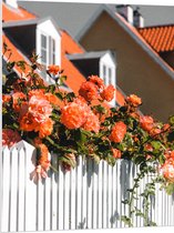 WallClassics - PVC Schuimplaat - Witte Schutting met Roze Tuinrozen - 75x100 cm Foto op PVC Schuimplaat (Met Ophangsysteem)