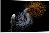 WallClassics - Dibond - Grijze Kroonkraanvogel op Zwarte Achtergrond - 105x70 cm Foto op Aluminium (Wanddecoratie van metaal)