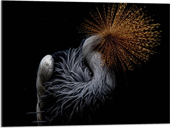 WallClassics - Acrylglas - Grijze Kroonkraanvogel op Zwarte Achtergrond - 80x60 cm Foto op Acrylglas (Met Ophangsysteem)