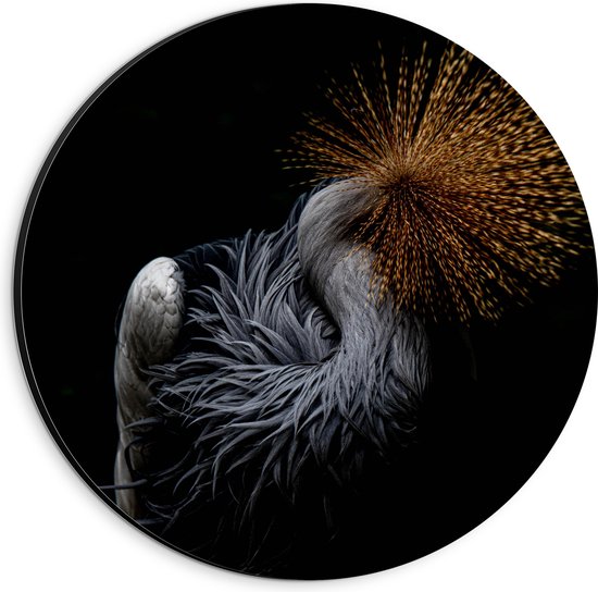 WallClassics - Dibond Muurcirkel - Grijze Kroonkraanvogel op Zwarte Achtergrond - 20x20 cm Foto op Aluminium Muurcirkel (met ophangsysteem)