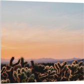 WallClassics - Acrylglas - Cylindropuntia Fulgida Plantjes voor Berglandschap met Oranje Lucht - 100x100 cm Foto op Acrylglas (Wanddecoratie op Acrylaat)