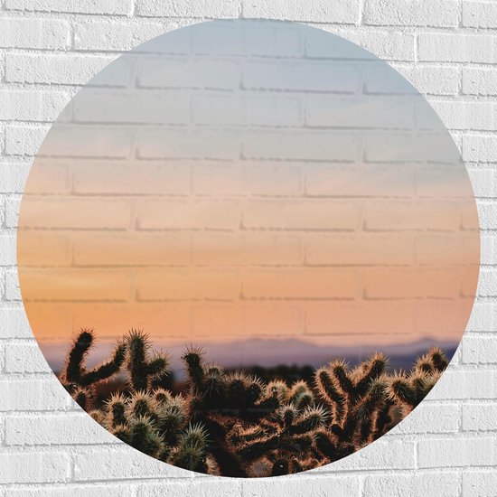WallClassics - Muursticker Cirkel - Cylindropuntia Fulgida Plantjes voor Berglandschap met Oranje Lucht - 100x100 cm Foto op Muursticker