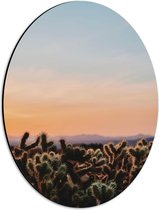 WallClassics - Dibond Ovaal - Cylindropuntia Fulgida Plantjes voor Berglandschap met Oranje Lucht - 30x40 cm Foto op Ovaal (Met Ophangsysteem)