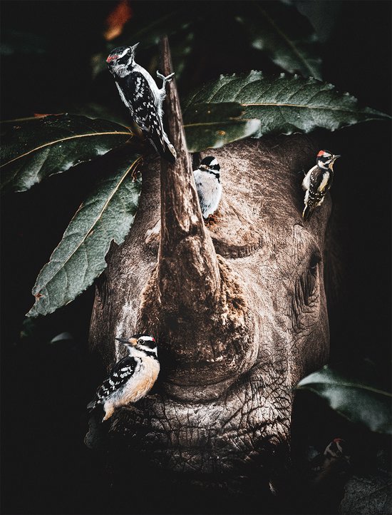 Schilderij - Dibond ophangplaat - Woodpecker Rhino 60x80cm