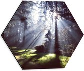 WallClassics - Dibond Hexagon - Zon Schijnt door Bomen - 30x26.1 cm Foto op Hexagon (Met Ophangsysteem)