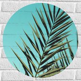Muursticker Cirkel - Bladeren van Tropische Plant - 50x50 cm Foto op Muursticker