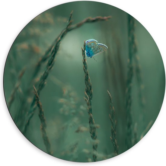 Dibond Muurcirkel - Blauwe Vlinder Zit op een Plant - 60x60 cm Foto op Aluminium Muurcirkel (met ophangsysteem)