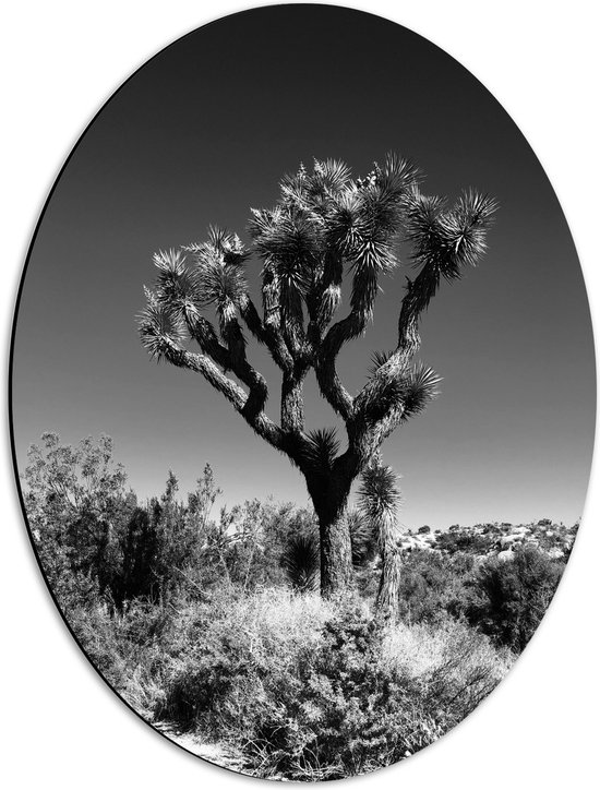 Dibond Ovaal - Boom tussen Planten - Zwart Wit - 42x56 cm Foto op Ovaal (Met Ophangsysteem)