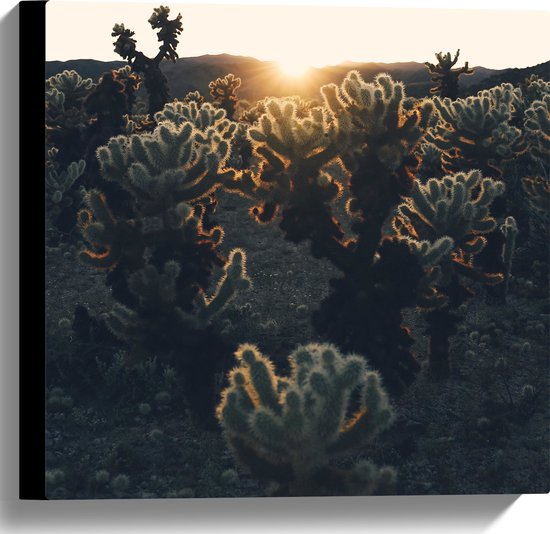 Canvas - Cactussen in Woestijn bij Zonsondergang - 40x40 cm Foto op Canvas Schilderij (Wanddecoratie op Canvas)