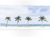 WallClassics - Panneau de mousse PVC - Palmiers alignés au bord de l' Water - Photo 100 x 50 cm sur panneau de mousse PVC