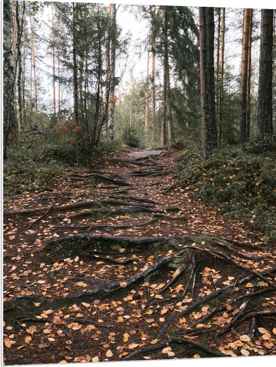 PVC Schuimplaat- Boomwortels in een Bos tijdens de Herfst - 75x100 cm Foto op PVC Schuimplaat