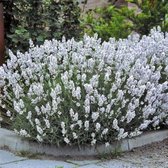 12 x Witte Lavendel - Vaste Planten - Tuinplanten Winterhard - Lavandula angustifolia Edelweiss in 9x9cm pot met hoogte 5-10cm