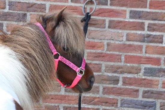 Shetlander met een felroze halster met een patroon van witte vierkanten.