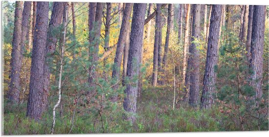 Acrylglas - Bomen in een Bos in Nederland - 100x50 cm Foto op Acrylglas (Met Ophangsysteem)