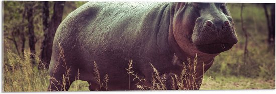 Acrylglas – Nijlpaard in Bosgebied – 90×30 cm Foto op Acrylglas (Wanddecoratie op Acrylaat)