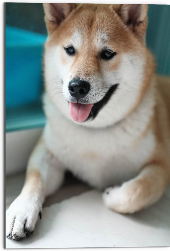 WallClassics - Dibond - Lachende Shiba Inu Hond - 50x75 cm Foto op Aluminium (Wanddecoratie van metaal)