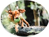 PVC Schuimplaat Ovaal - Spelende Hond met Bal bij Boomstam in Bos - 28x21 cm Foto op Ovaal (Met Ophangsysteem)