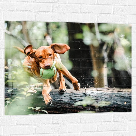 Muursticker - Spelende Hond met Bal bij Boomstam in Bos - 100x75 cm Foto op Muursticker