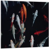 WallClassics - Plaque Mousse PVC - Carpe Pêche - Photo 100x100 cm sur Plaque Mousse PVC (Avec Système d'accrochage)
