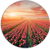 Dibond Muurcirkel - Rijen Roodkleurige Tulpen in Bloemenveld in Nederland - 60x60 cm Foto op Aluminium Muurcirkel (met ophangsysteem)