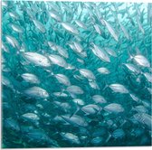 WallClassics - Acrylglas - School Vissen onderwater - 50x50 cm Foto op Acrylglas (Wanddecoratie op Acrylaat)