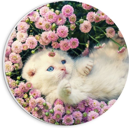 PVC Schuimplaat Muurcirkel - Witte Kitten Spelend tussen Roze Bloemen - 20x20 cm Foto op Muurcirkel (met ophangsysteem)