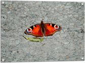 WallClassics - Tuinposter – Oranje Dagpauwoog Vlinder - 80x60 cm Foto op Tuinposter (wanddecoratie voor buiten en binnen)