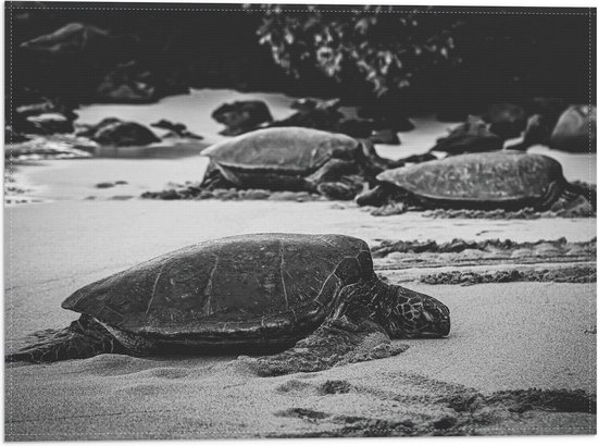 WallClassics - Vlag - Reuzeschildpadden op het Strand - Zwart Wit - 40x30 cm Foto op Polyester Vlag