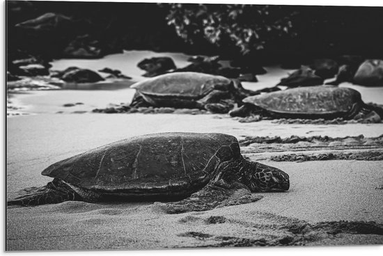 WallClassics - Dibond - Reuzeschildpadden op het Strand - Zwart Wit - 75x50 cm Foto op Aluminium (Wanddecoratie van metaal)
