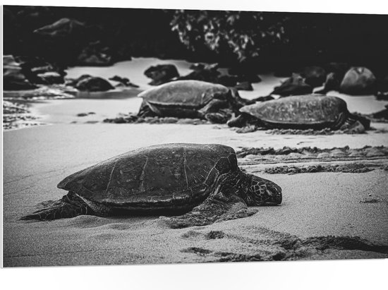 WallClassics - PVC Schuimplaat- Reuzeschildpadden op het Strand - Zwart Wit - 105x70 cm Foto op PVC Schuimplaat