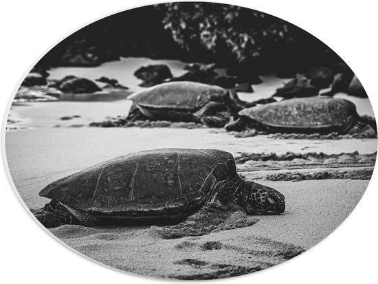 WallClassics - PVC Schuimplaat Ovaal - Reuzeschildpadden op het Strand - Zwart Wit - 40x30 cm Foto op Ovaal (Met Ophangsysteem)