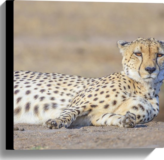 Canvas - Uitrustende Cheetah op het Zand - 40x40 cm Foto op Canvas Schilderij (Wanddecoratie op Canvas)