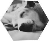 WallClassics - PVC Schuimplaat Hexagon - Slapende Hond - Zwart Wit - 60x52.2 cm Foto op Hexagon (Met Ophangsysteem)