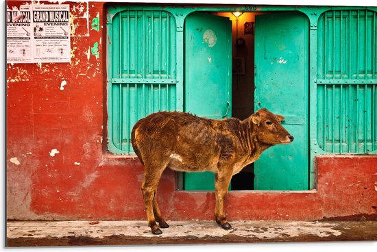 WallClassics - Dibond - Koe voor Blauwe Boerderijdeur - 75x50 cm Foto op Aluminium (Wanddecoratie van metaal)