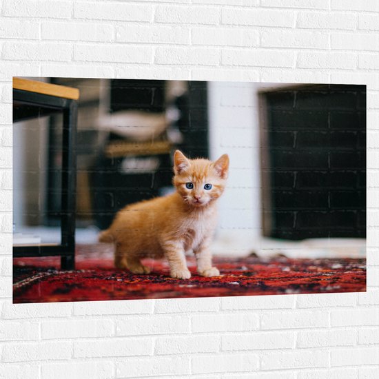 WallClassics - Muursticker - Kitten in een Huiskamer - 120x80 cm Foto op Muursticker