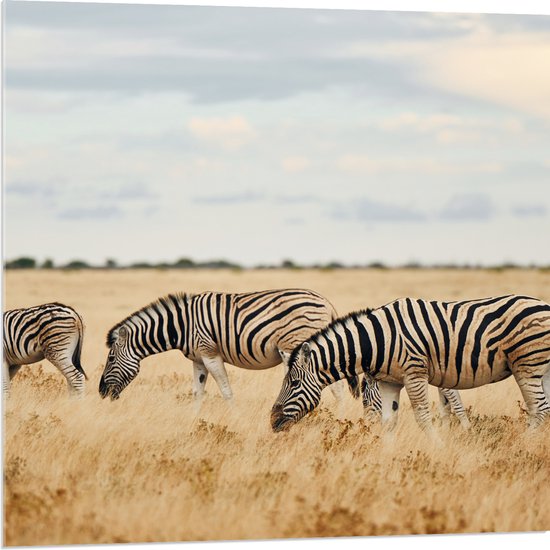 Acrylglas - Trio van Grazende Zebra's in Droog Afrikaans Landschap - 80x80 cm Foto op Acrylglas (Wanddecoratie op Acrylaat)