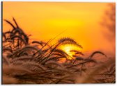 Dibond - Stappel Grassen bij Felkleurige Zonsondergang in het Oranje - 40x30 cm Foto op Aluminium (Met Ophangsysteem)