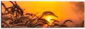 Dibond - Stappel Grassen bij Felkleurige Zonsondergang in het Oranje - 60x20 cm Foto op Aluminium (Wanddecoratie van metaal)