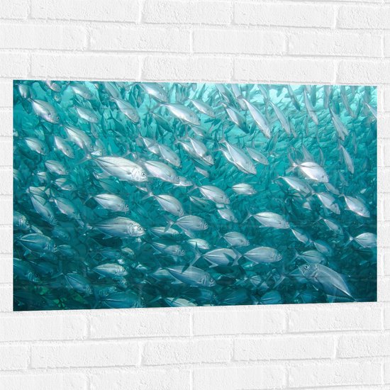 WallClassics - Muursticker - École de Pêche Sous-Marin - 90x60 cm Photo sur Muursticker