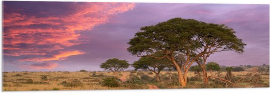 Acrylglas - Roze Lucht boven Vlak Landschap met Enkele Bomen - 120x40 cm Foto op Acrylglas (Wanddecoratie op Acrylaat)